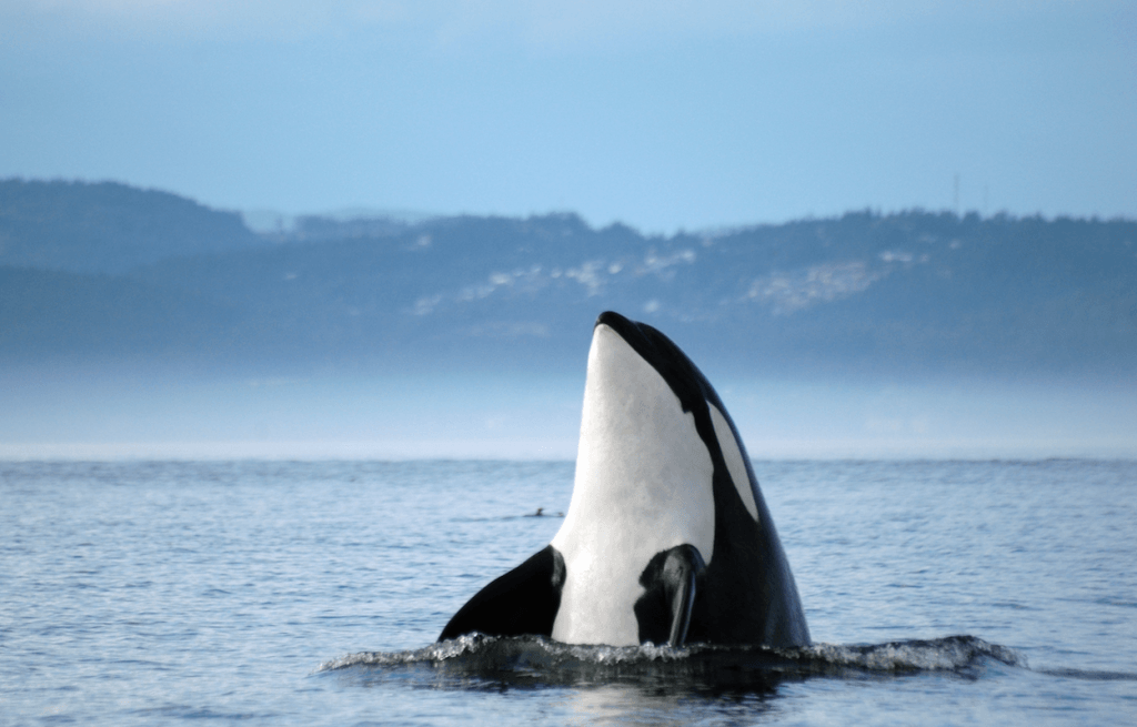Whale Watching with Kids Victoria Orcas Victoria